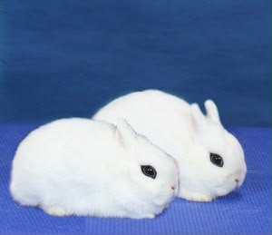 Hotot