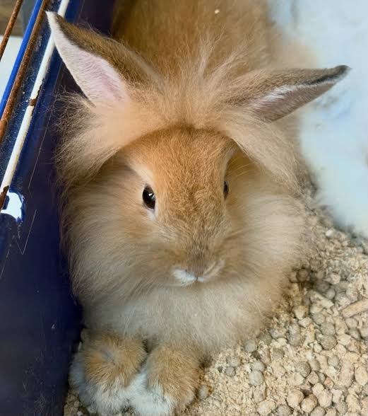 Mini Lion (Mini Lionhead)