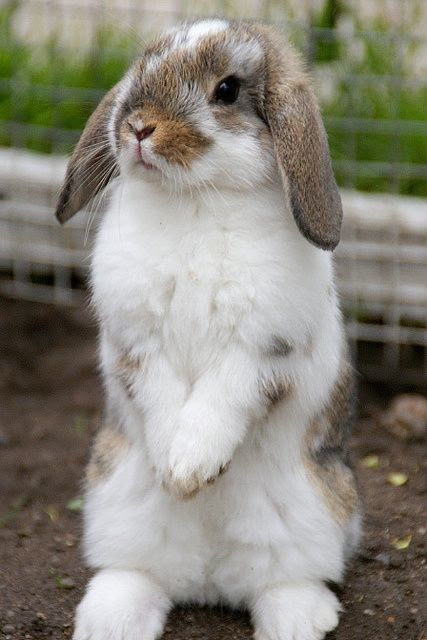 Mini Lop