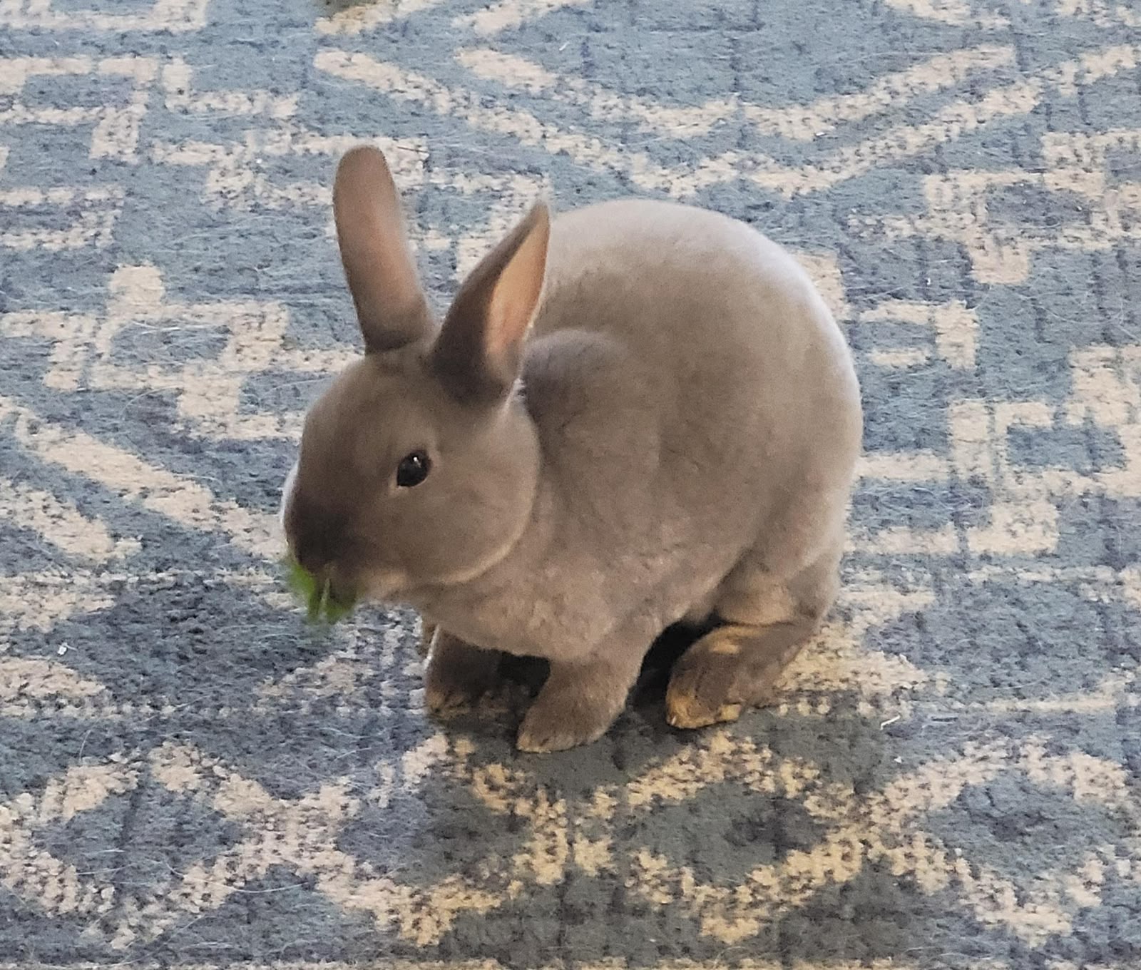 Mini Rex