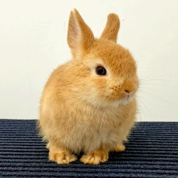 Netherland Dwarf (Holandês Anão)